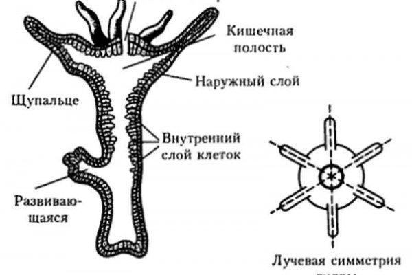 Домен кракена